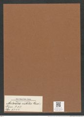 Melosira nobilis Grev. (de-Toni-Nr.: Genus 213, Species 5313) Zeichnungen Sammlung Grunow Mappe 05111 (Herbarium_W_Grunow_drawings_Folder_05111)